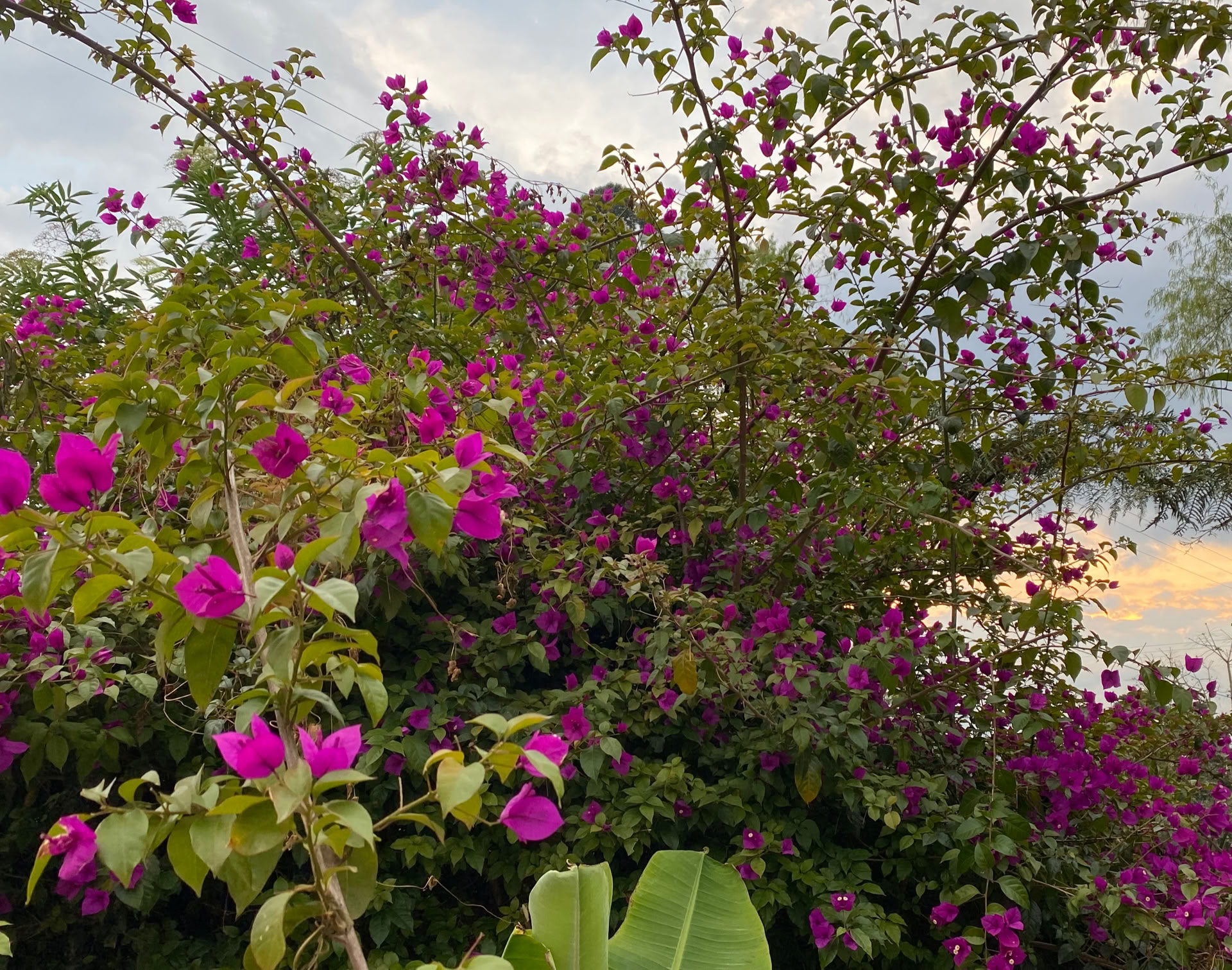Šventas ajahuaskos retritas Santa Marta, Kolumbijoje