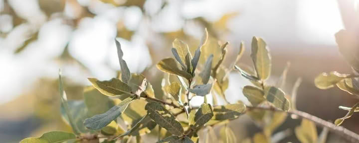 OAks RETRITAI
