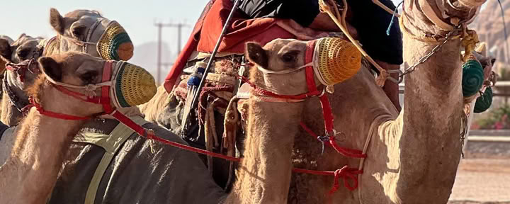 Dykumos nuotykis Vadi Rume, Jordanijoje