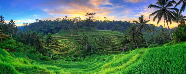 Neužmirštamas 7 dienų jogos retritas Firefly Retreat Bali