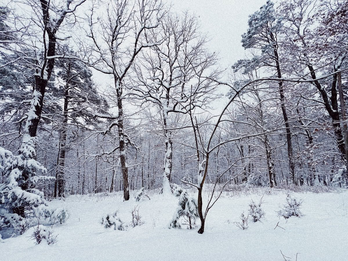 ForREST Retritas: Žiemos žiemos miego savaitgalis — Wild Nature Retritai