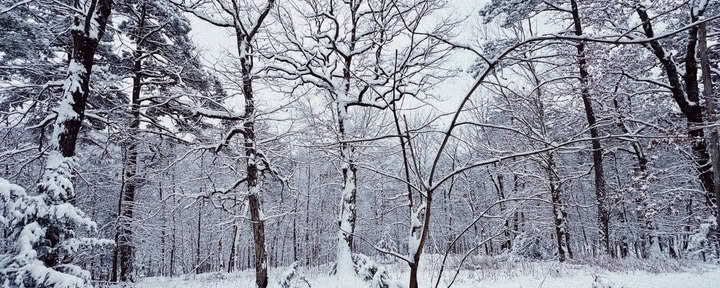 ForREST Retritas: Žiemos žiemos miego savaitgalis — Wild Nature Retritai