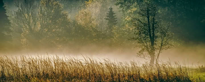 ForREST Retritas: Rudens įsižeminimo savaitgalis — Wild Nature Retreats