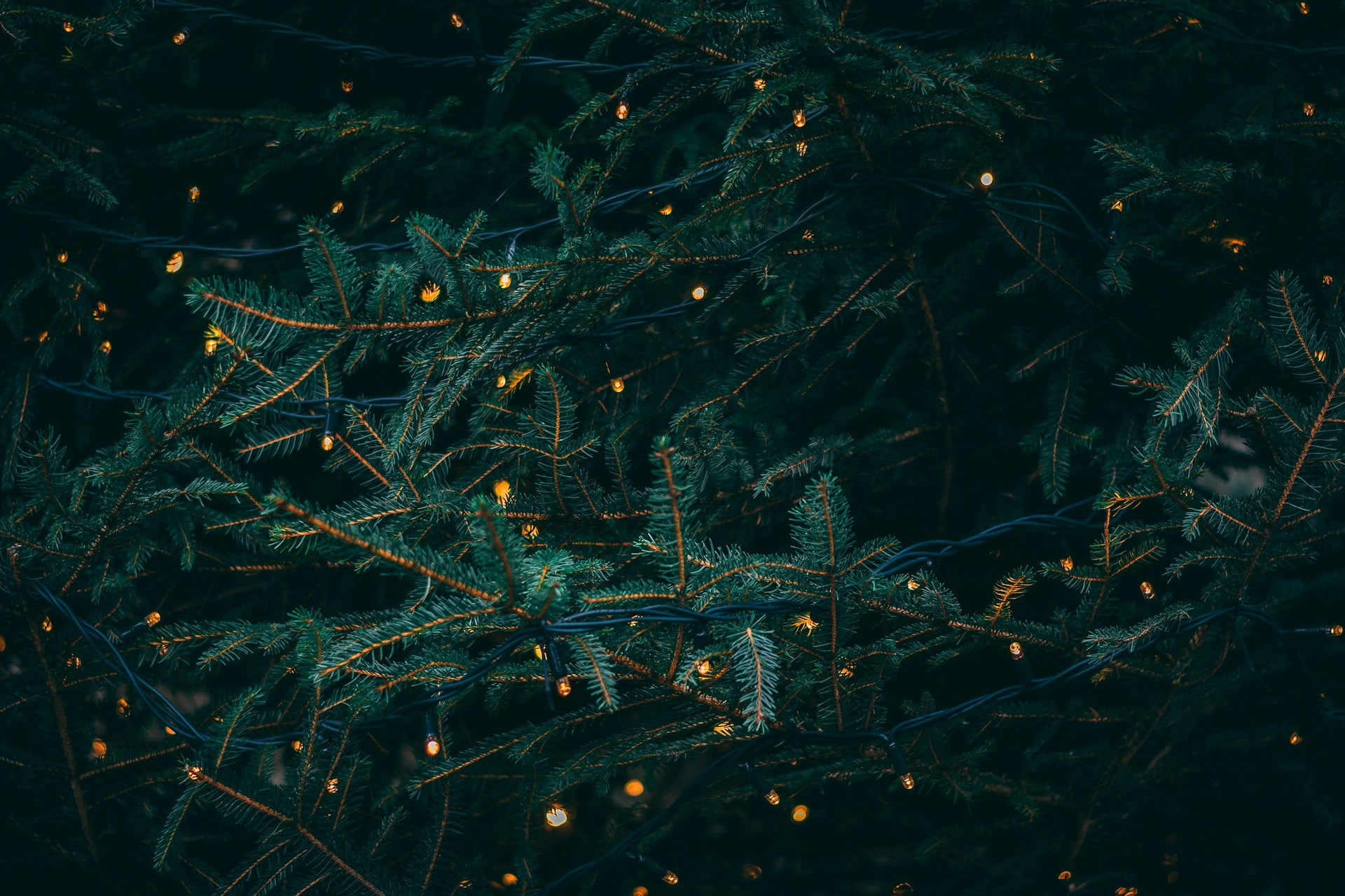 Žiemos saulėgrįžos retritas - gruodžio 19–20 d. su Erin Moe — Wild Nature Retreats