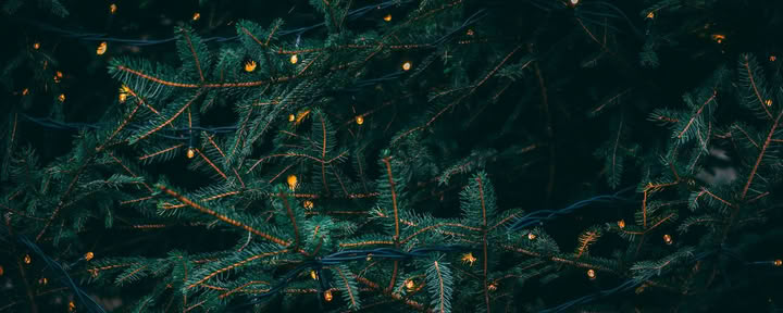 Žiemos saulėgrįžos retritas - gruodžio 19–20 d. su Erin Moe — Wild Nature Retreats