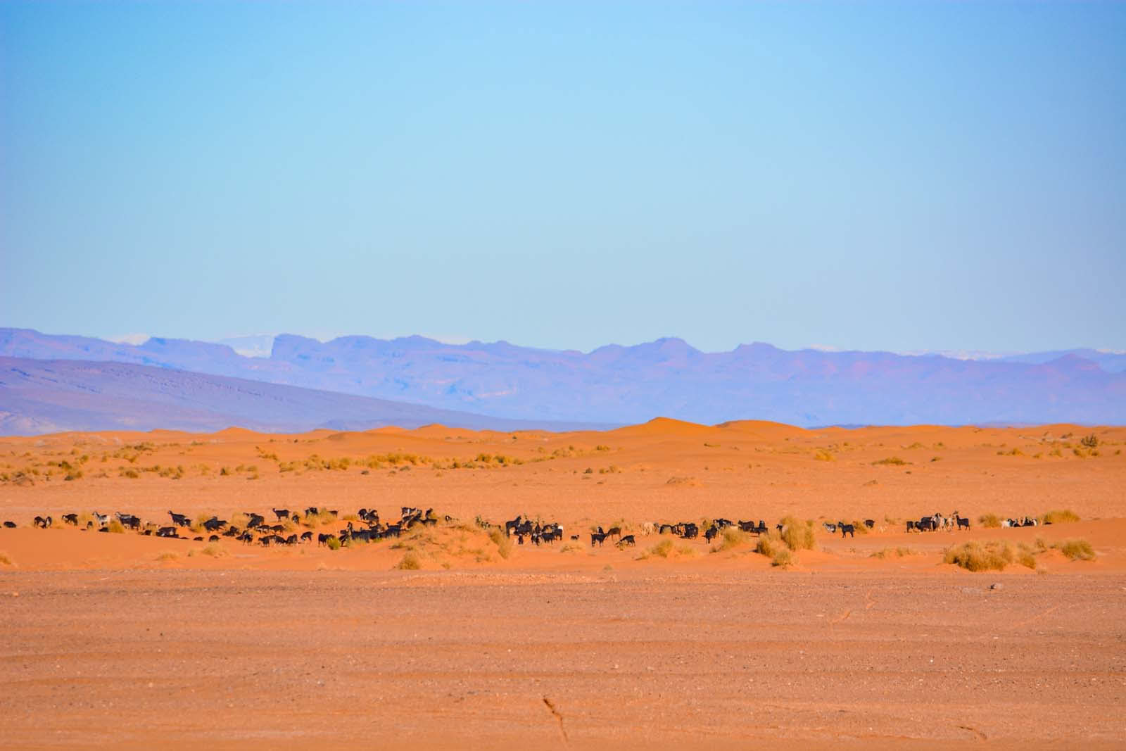 8 dienų kelionė iš Marakešo į dykumą per Merzougą