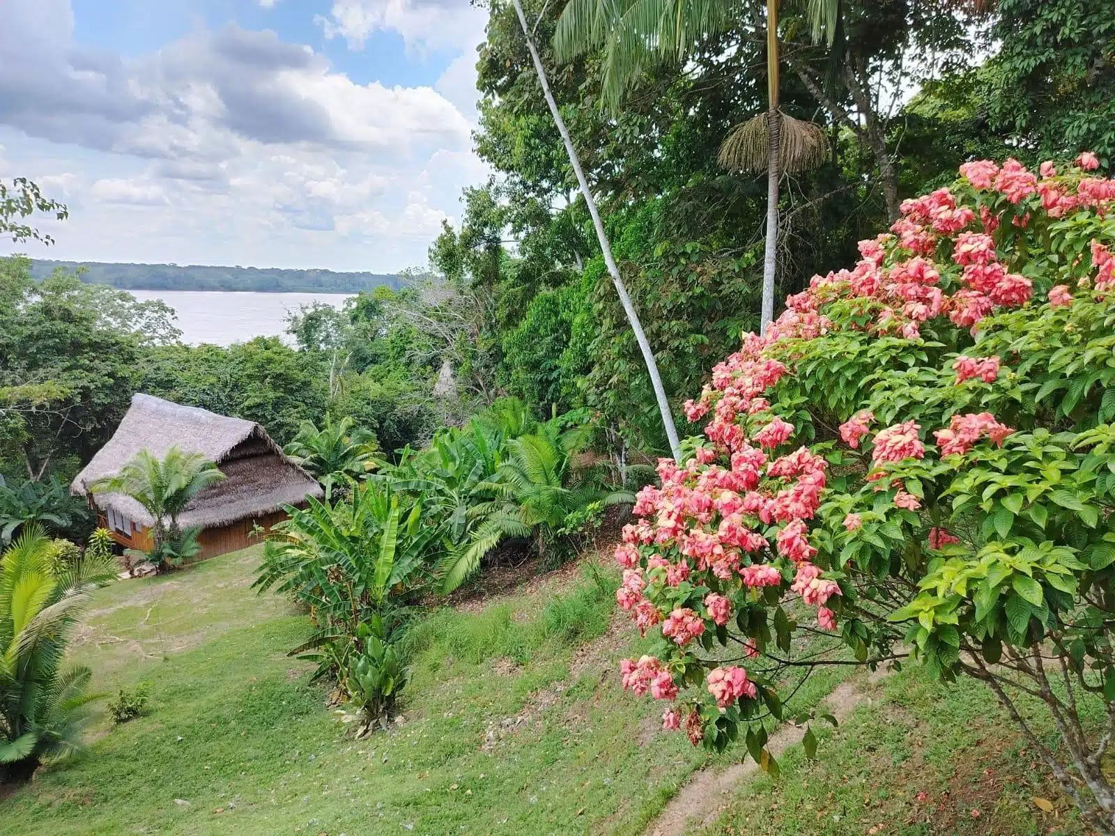 5 dienų ayahuasca ir san pedro retritas
