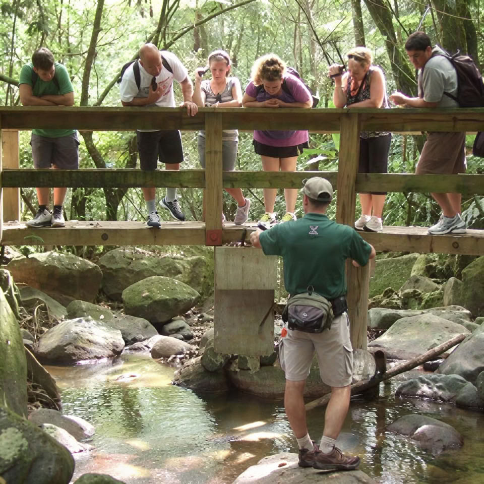 El Yunque atogrąžų miško naktinis pasivaikščiojimas