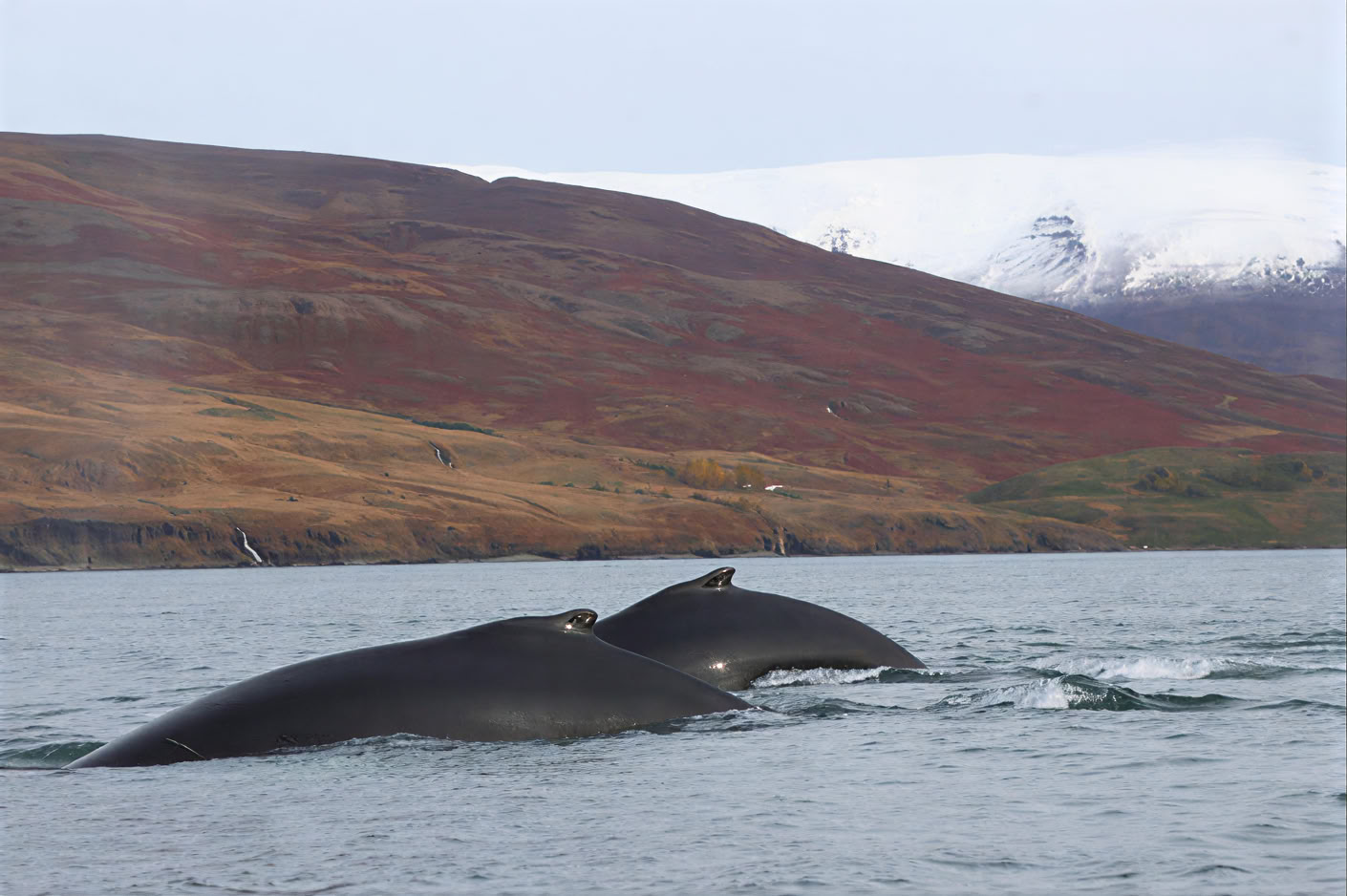 Akureyri banginių stebėjimas