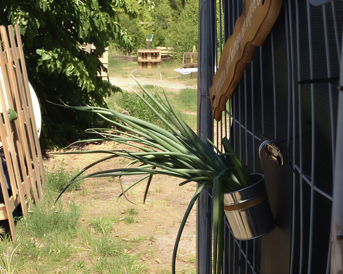 Wild Breathwork Berlin – Kvėpavimo praktikos kelionė po atviru dangumi