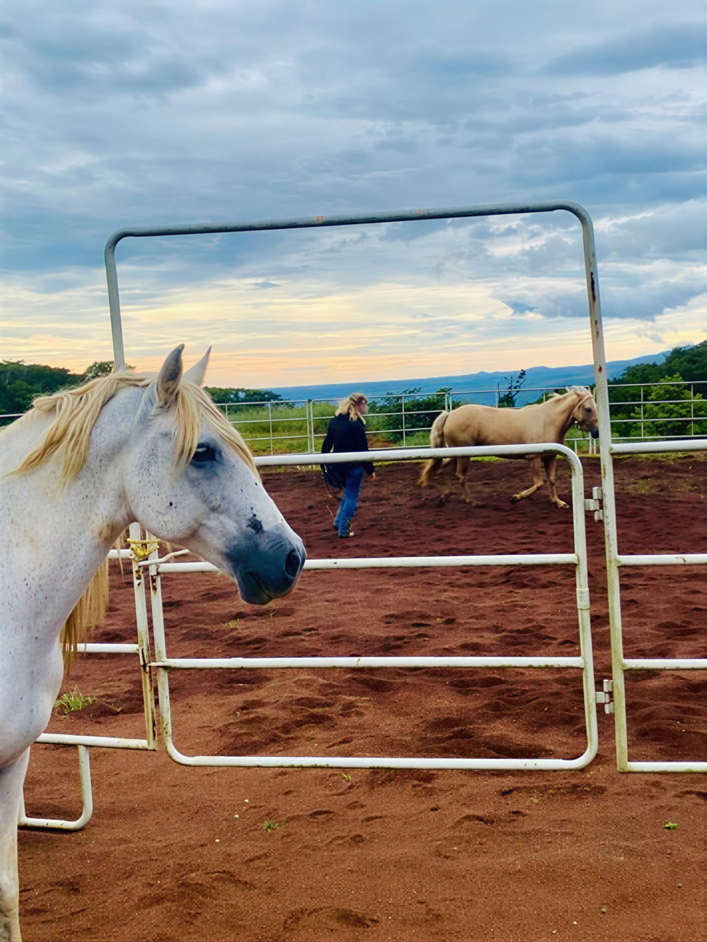 PURA VIDA CONNECTION: holistinio žirgų valdymo 2 dienų klinika