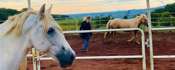 PURA VIDA CONNECTION: holistinio žirgų valdymo 2 dienų klinika