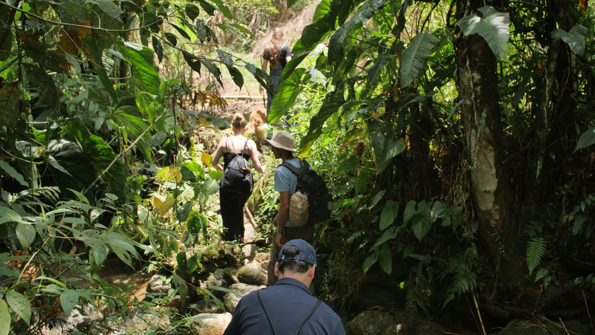 Ayahuasca & somatinė kelionė