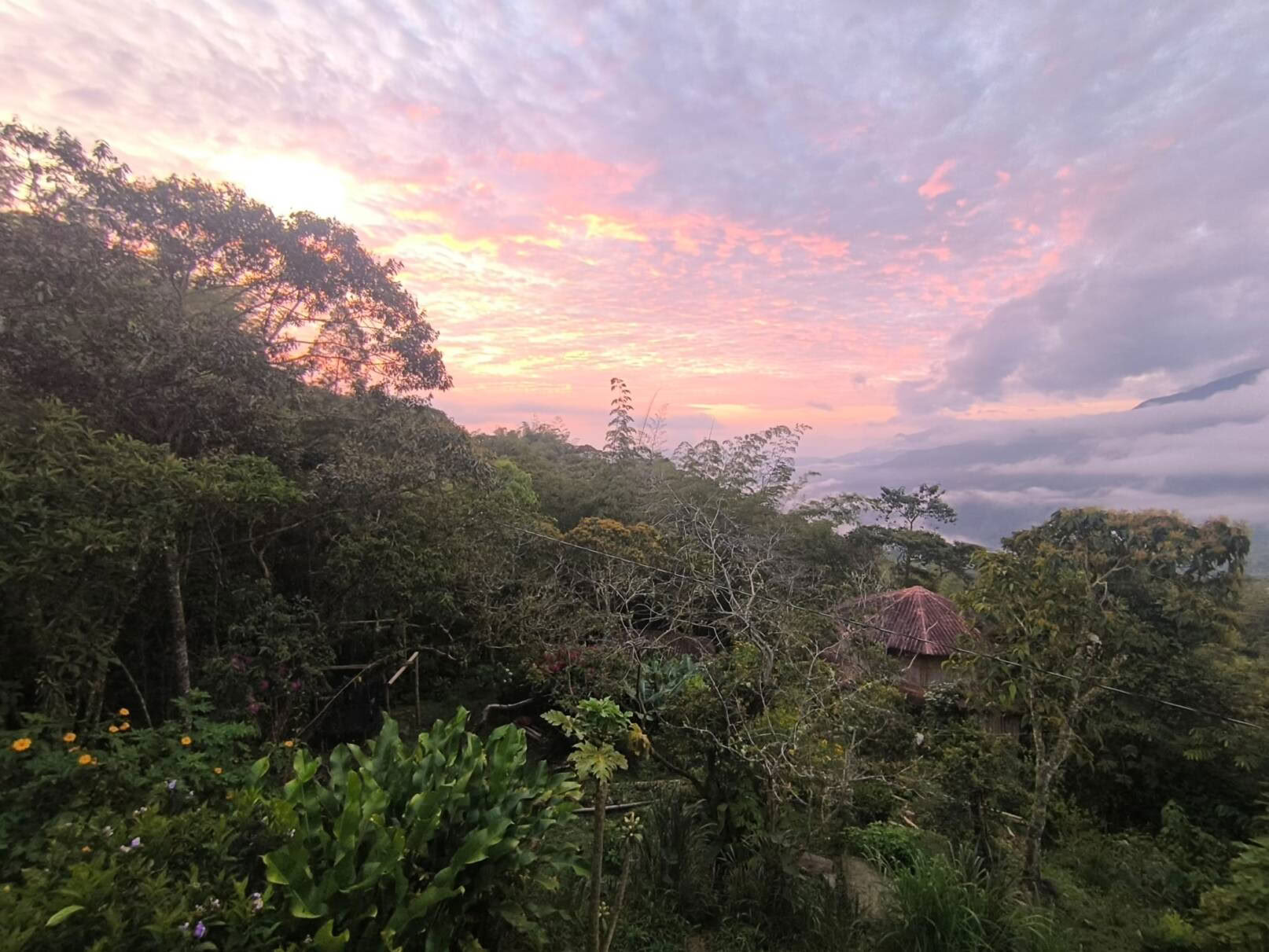 Ayahuasca & somatinė kelionė