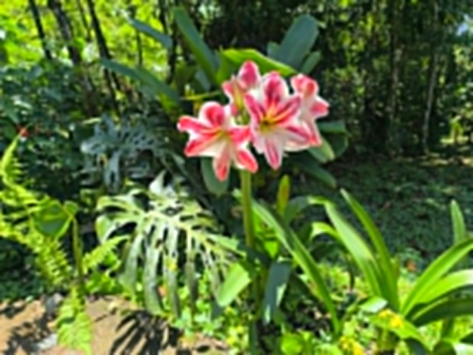 Ayahuasca & somatinė kelionė