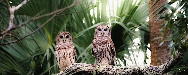 Gamtos ekoturas