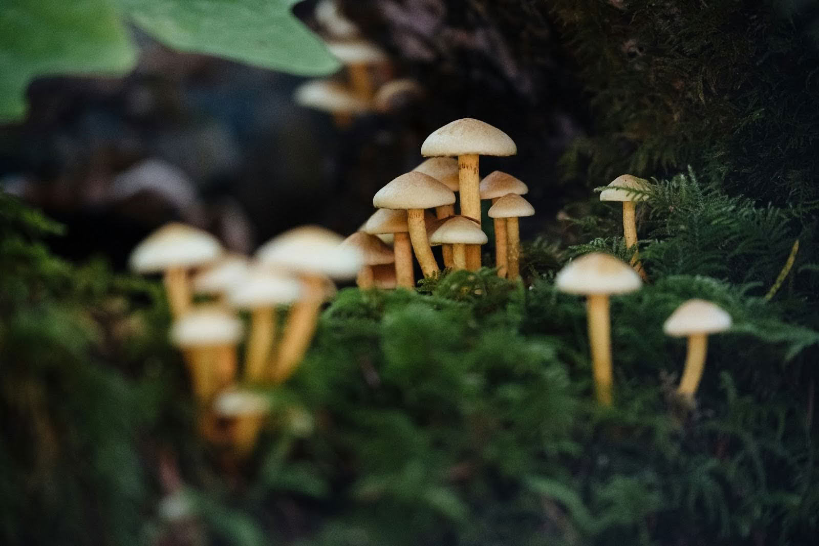 Energingas atgavimo retritas | 8 dienų moterų psilocibino ir kakavos įsitraukimas