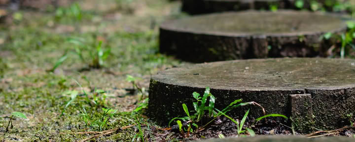 „Ayahuasca August 2026 Renewal Retritas (12 dienų)“