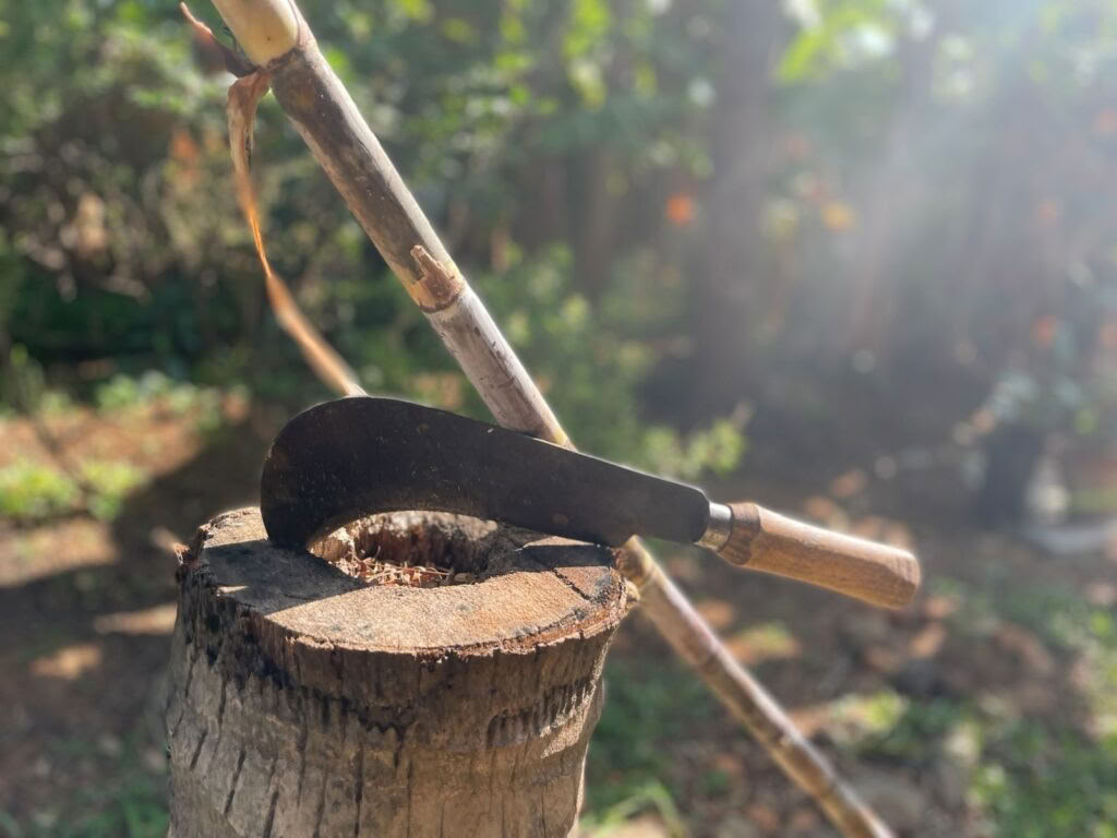 Pancha Kosha meditacijos ir detoksikacijos retritas