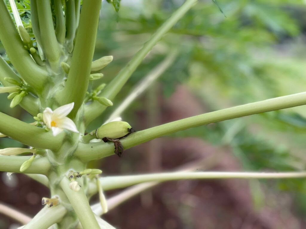Brahma Mouna TYLUMA & SVEIKATINGUMO retritas