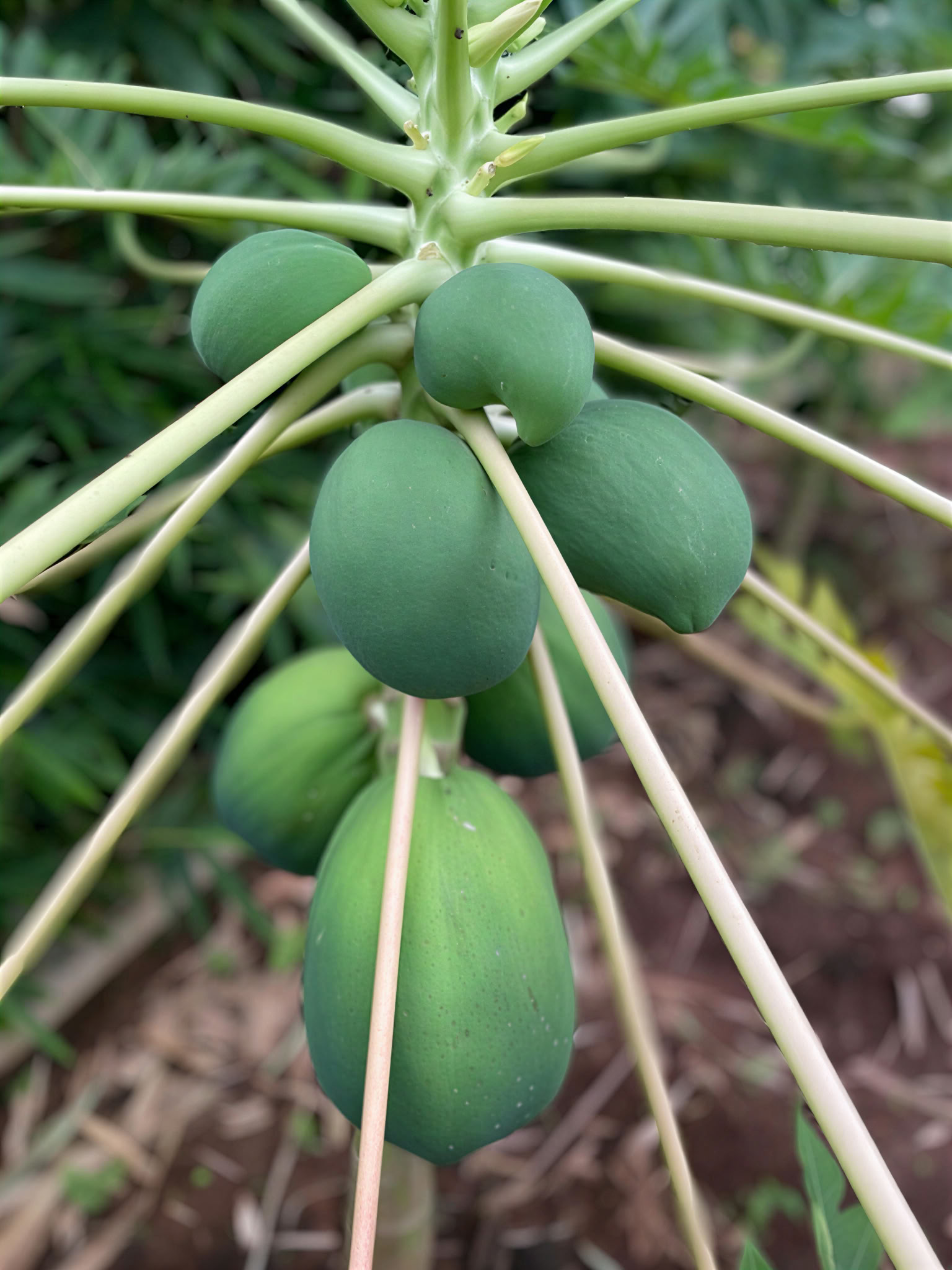 Brahma Mouna TYLUMA & SVEIKATINGUMO retritas