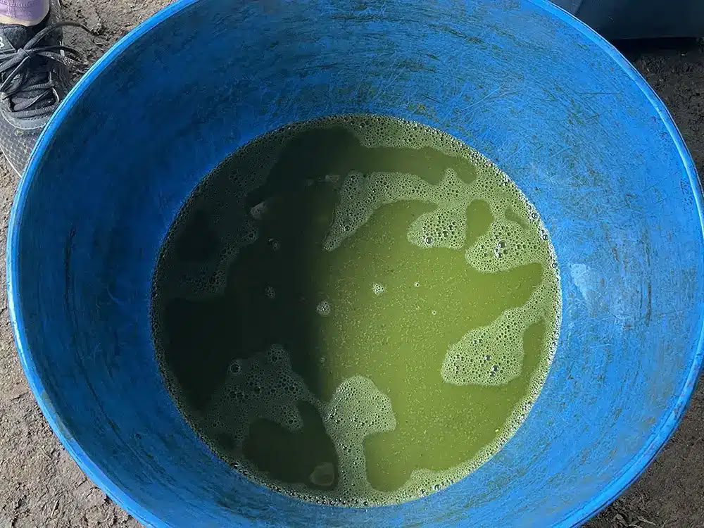 Medicine Maker Ayahuasca Retritas su Taita Miguel