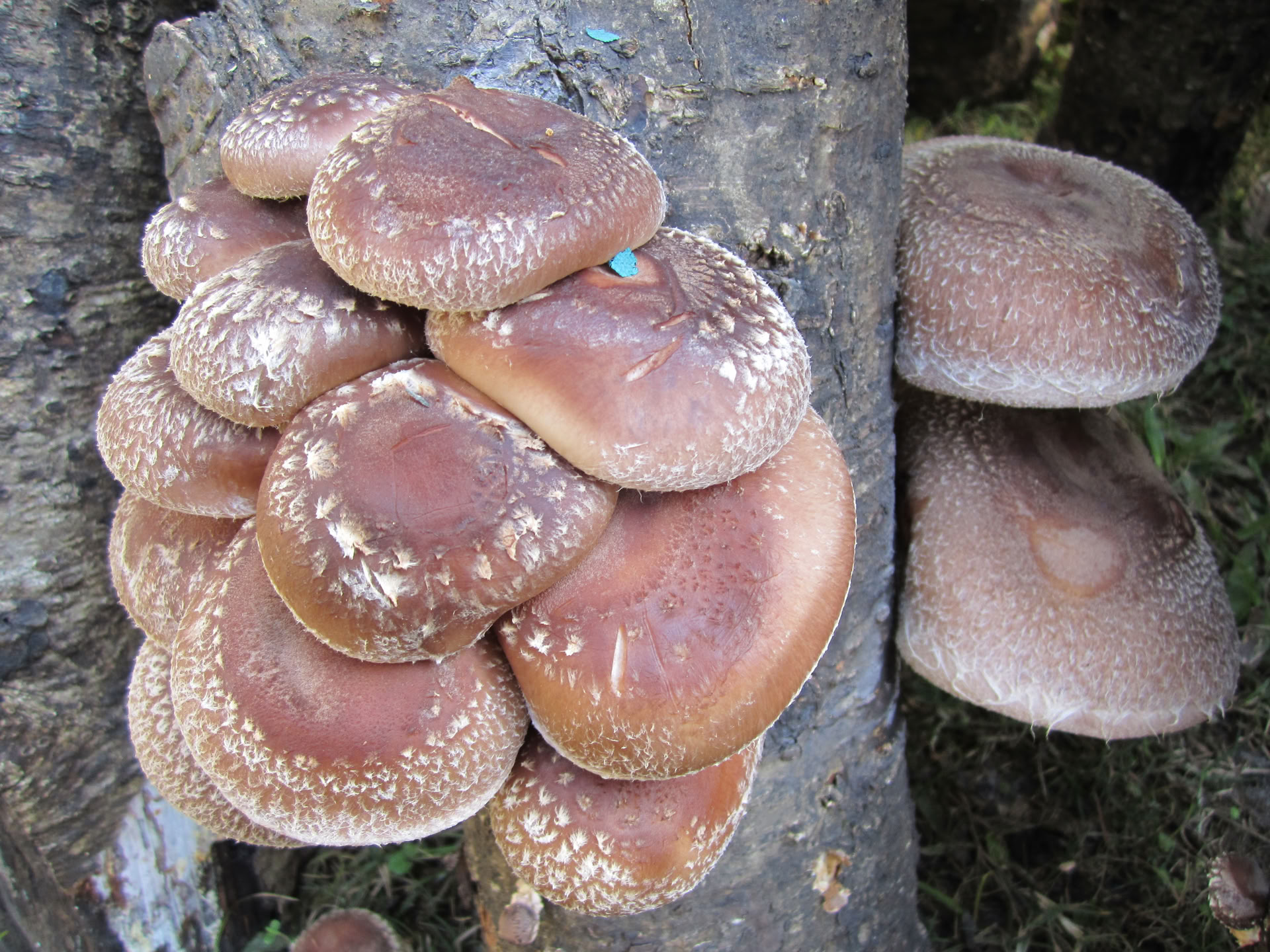 Sachitanandos turas