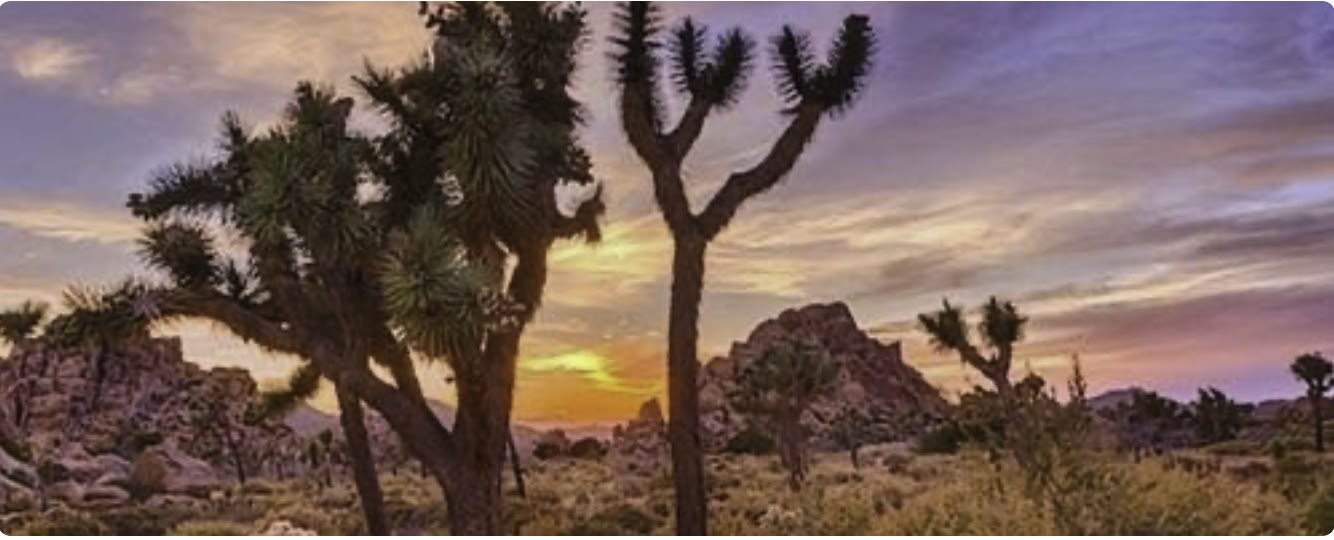 Cactus Moon :: Sugrįžimas su Liz ir Megan