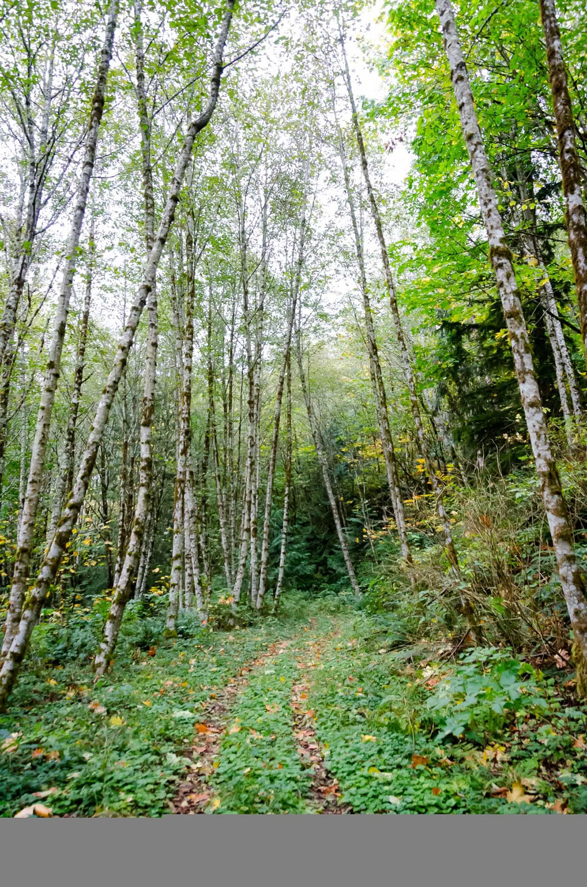 Rudens lygiadienio jogos ir meditacijos retritas