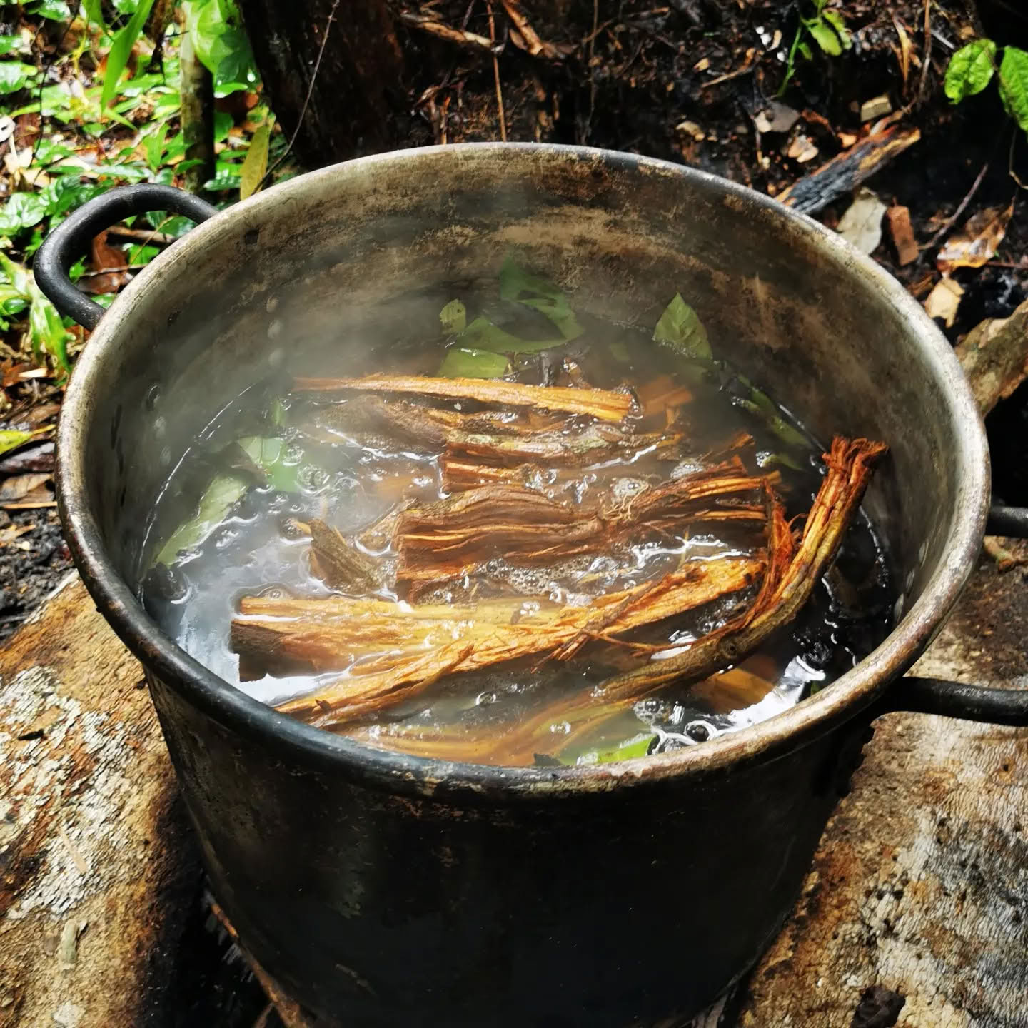 7 dienų ayahuasca retritas
