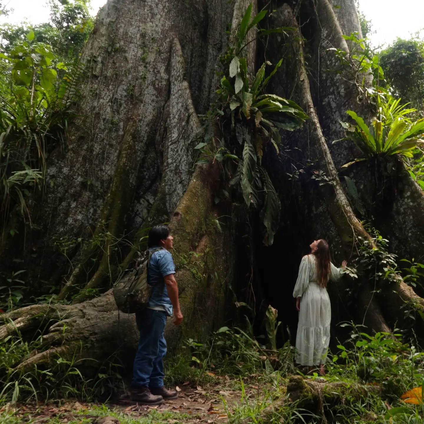 14 dienų ayahuaskos retritas