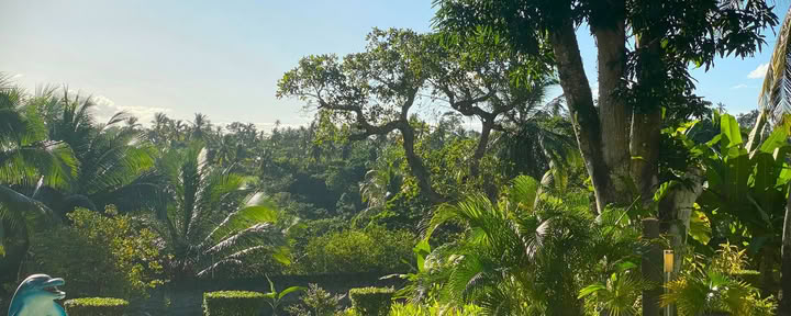 14 dienų Ayahuasca retritas su Flow Brazil joga / meditacija ir masažais