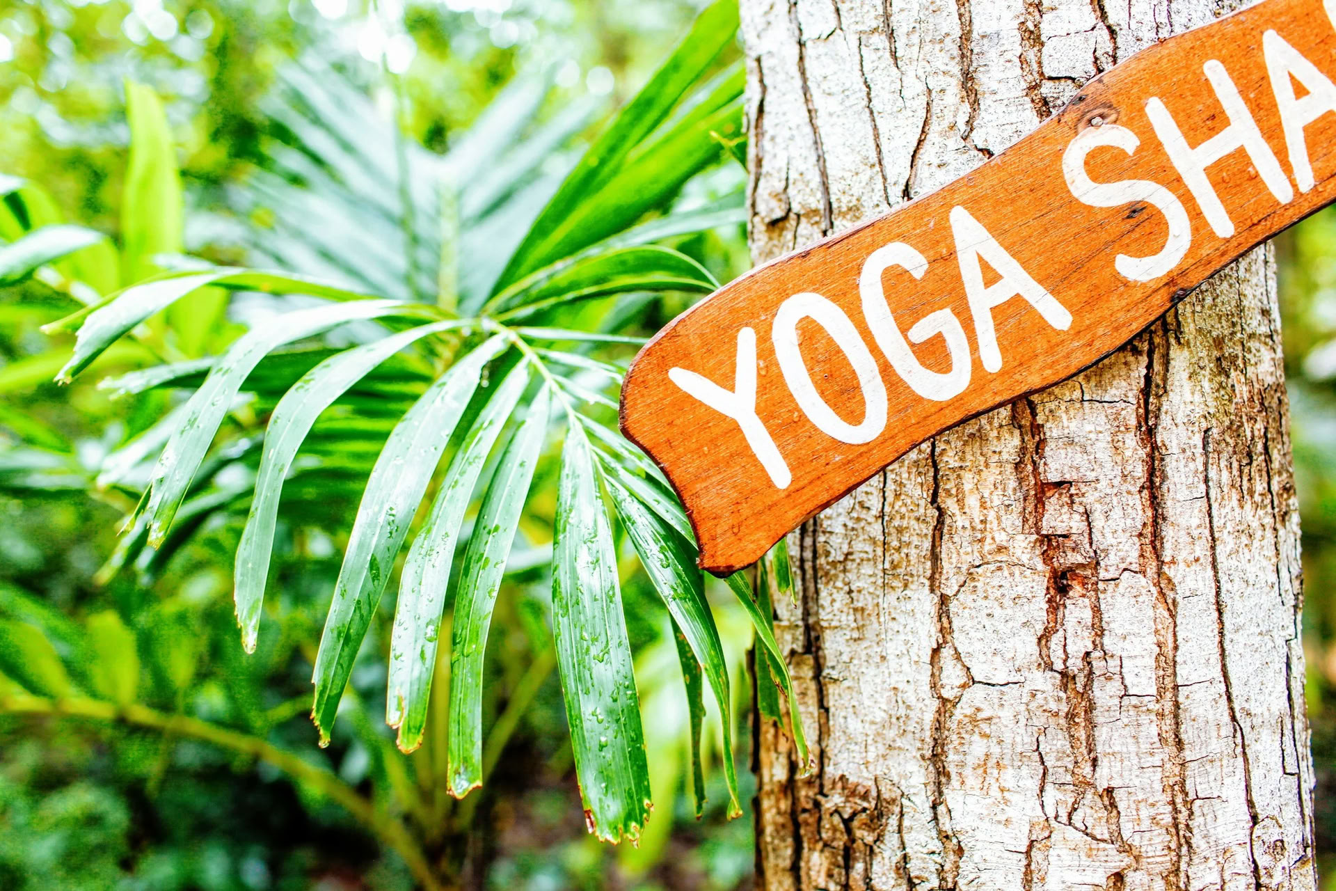 Ashtanga jogos įsitraukimo retritas