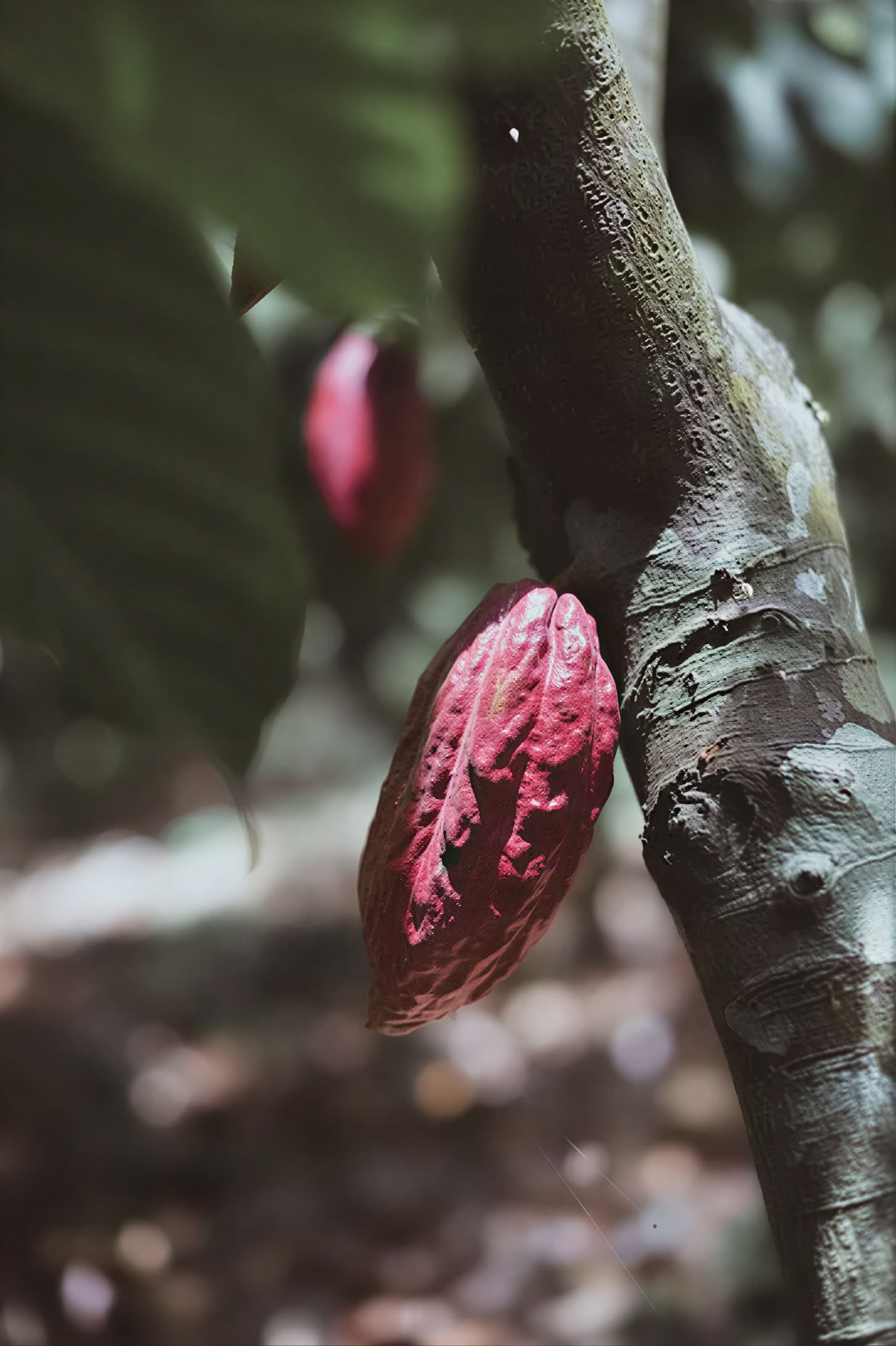 INSIDE CACAO – seminaras, užsukite be registracijos