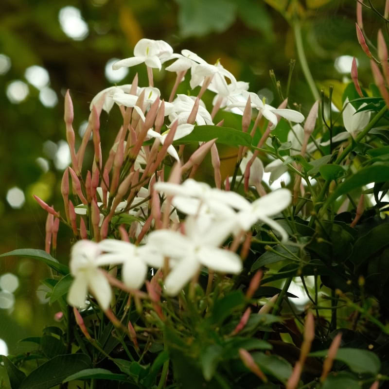 9 dienų ayahuasca retritas