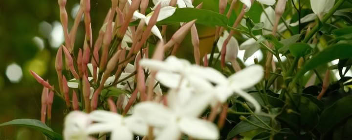 9 dienų ayahuasca retritas
