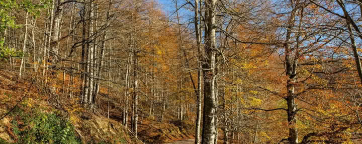 Spalio jogos retritas: Auksinio miško patirtis