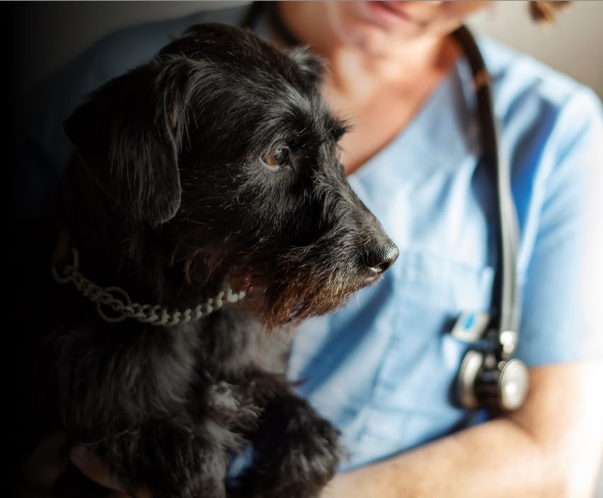 Veterinarinės sveikatingumo ir lyderystės retritas „Kylantys potvyniai“