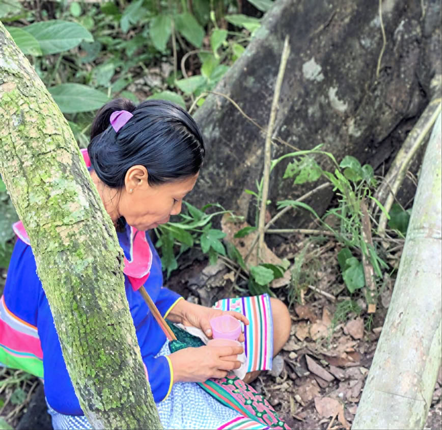 5 dienų įvadas į ayahuaską ir Amazonijos augalų mediciną