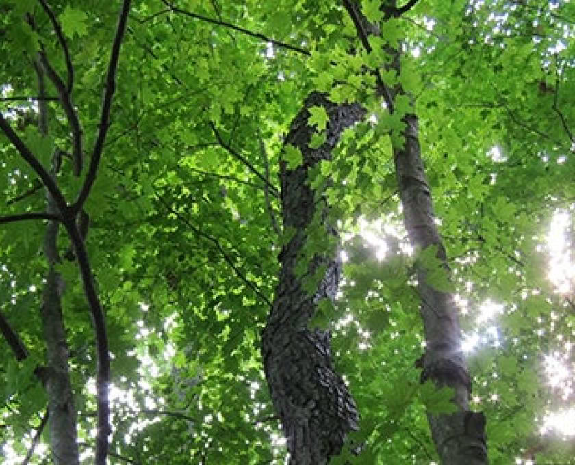 Sąmoningo buvimo lauke gido sertifikavimas, 2 lygis: derinimasis su gamta