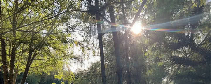 Dzeno dėmesingo buvimo mokytojų mokymai