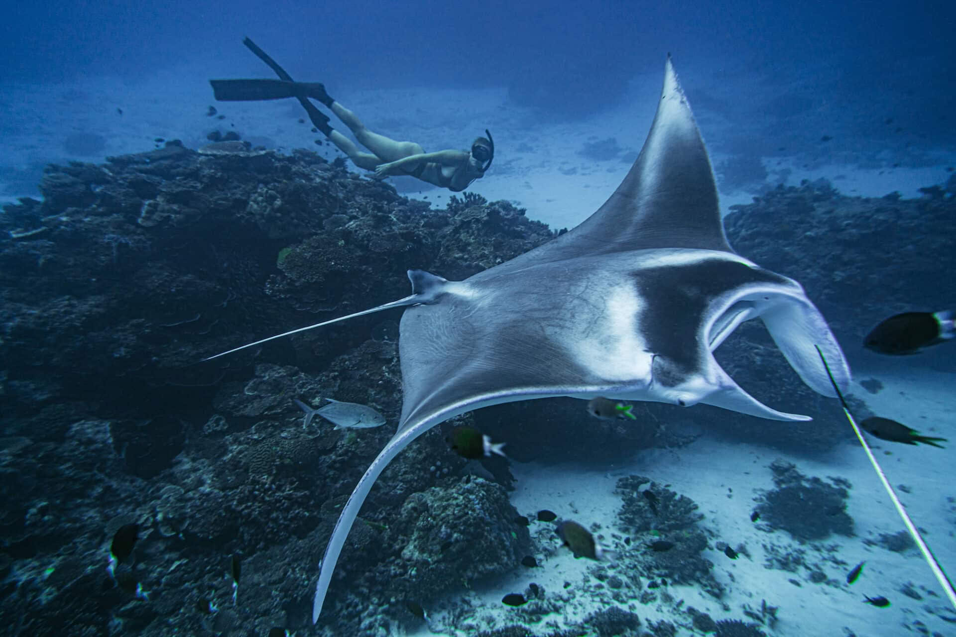 Lady Elliot Island laisvojo nardymo ir kvėpavimo praktikos instruktoriams tik
