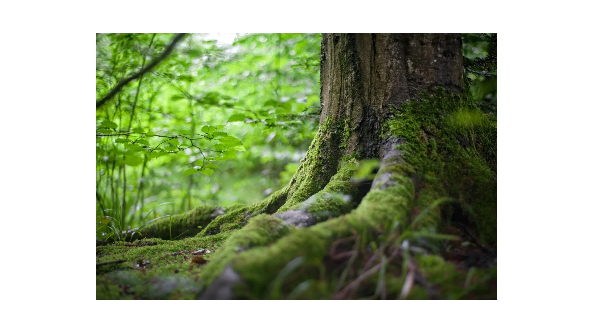 Sąmoningumo miško 🌳 patirtis