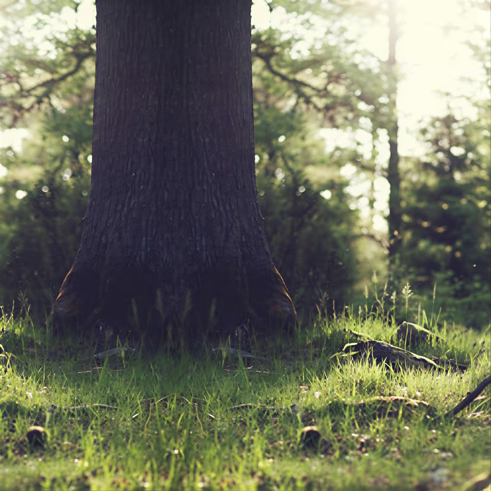 Sąmoningumo miško 🌳 patirtis