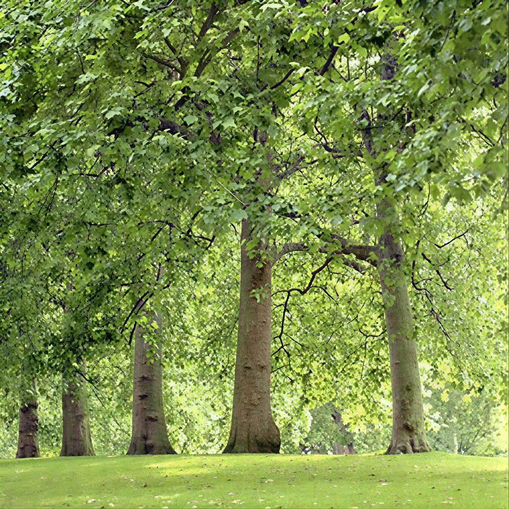 Sąmoningumo miško 🌳 patirtis
