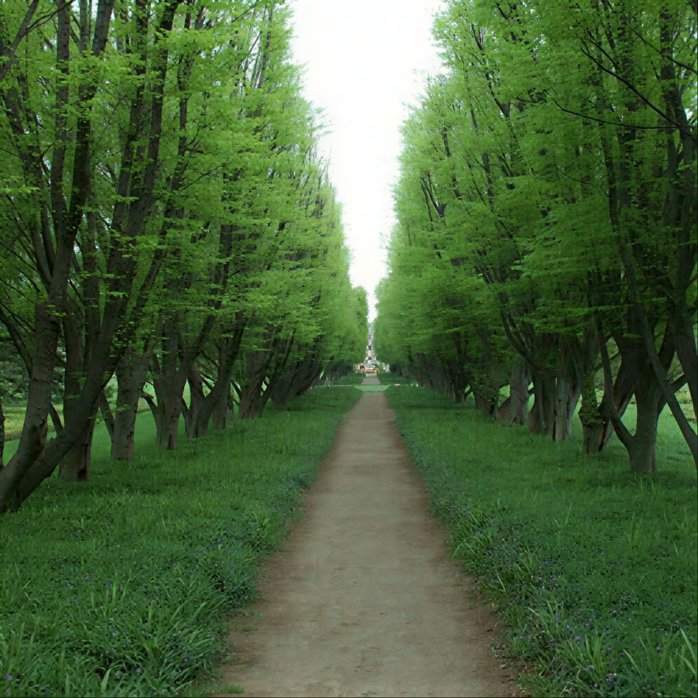 Sąmoningumo miško 🌳 patirtis