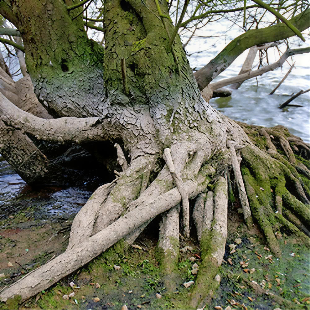Sąmoningumo miško 🌳 patirtis