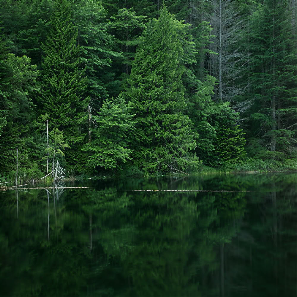Sąmoningumo miško 🌳 patirtis