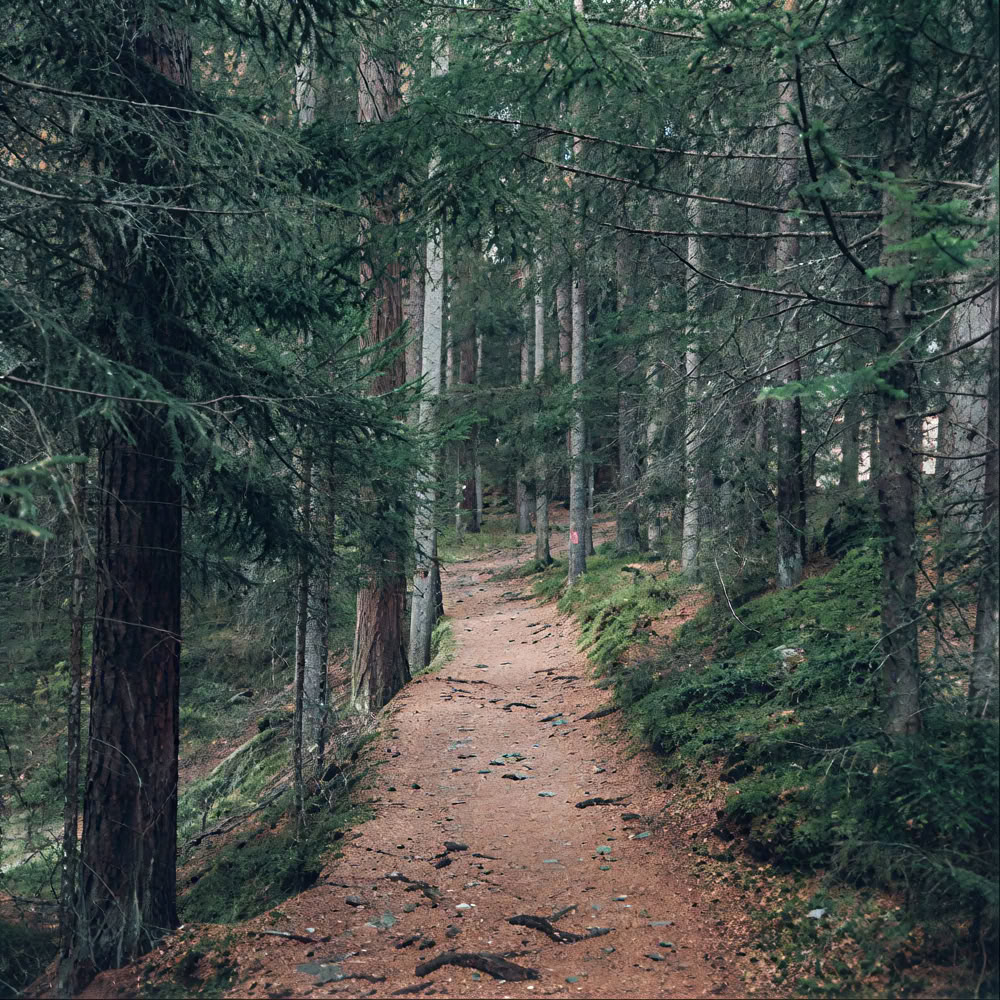 Sąmoningumo miško 🌳 patirtis