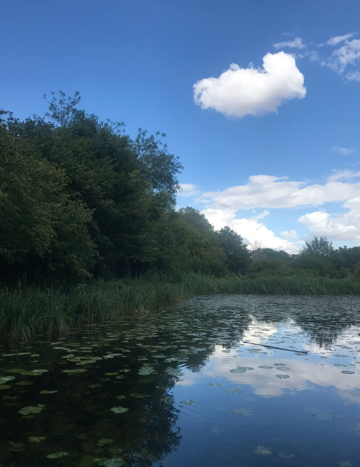 Sąmoningumo miško 🌳 patirtis